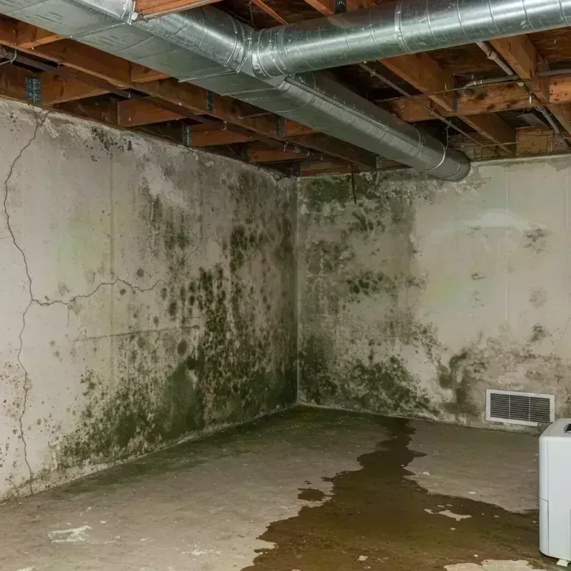 Professional Mold Removal in East Dubuque, IL